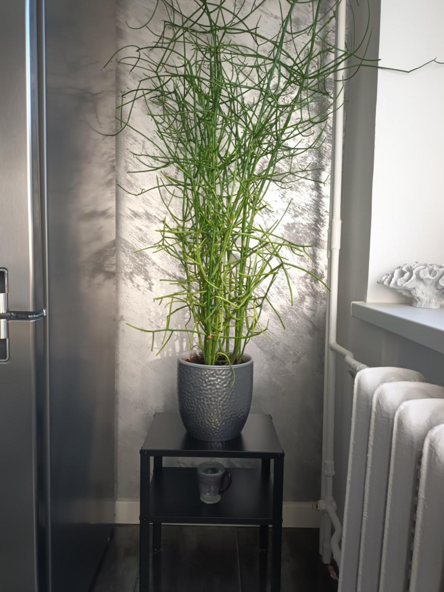 Apartment Appartamento Reval